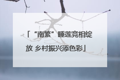 “南繁”睡莲竞相绽放 乡村振兴添色彩