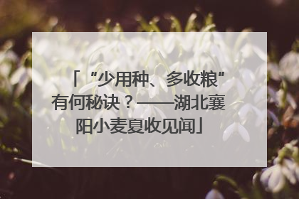 “少用种、多收粮”有何秘诀？——湖北襄阳小麦夏收见闻