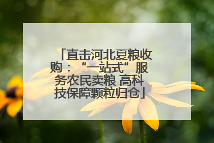 直击河北夏粮收购：“一站式”服务农民卖粮 高科技保障颗粒归仓