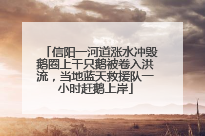 信阳一河道涨水冲毁鹅圈上千只鹅被卷入洪流，当地蓝天救援队一小时赶鹅上岸