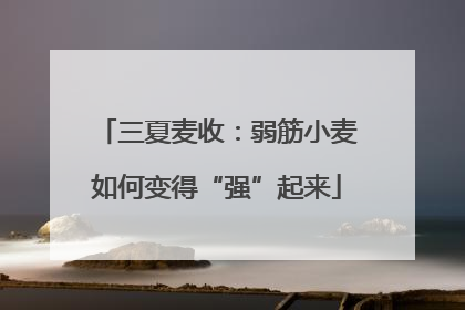 三夏麦收：弱筋小麦如何变得“强”起来