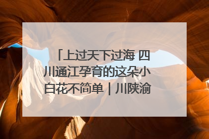 上过天下过海 四川通江孕育的这朵小白花不简单｜川陕渝网络名人巴中行