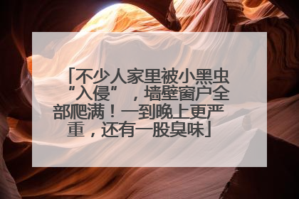 不少人家里被小黑虫“入侵”，墙壁窗户全部爬满！一到晚上更严重，还有一股臭味