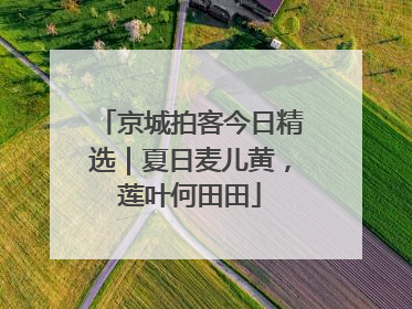 京城拍客今日精选｜夏日麦儿黄，莲叶何田田