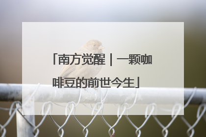 南方觉醒｜一颗咖啡豆的前世今生
