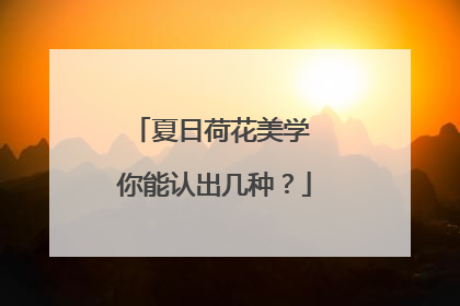 夏日荷花美学 你能认出几种？