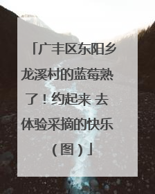 广丰区东阳乡龙溪村的蓝莓熟了！约起来 去体验采摘的快乐（图）