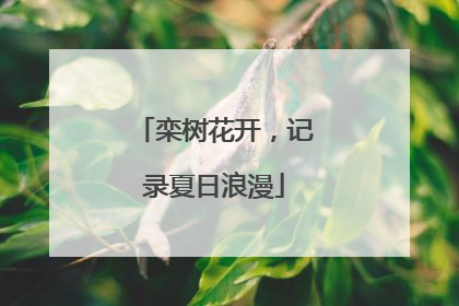 栾树花开，记录夏日浪漫