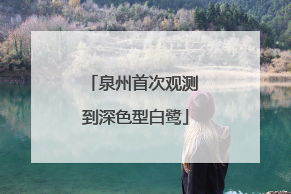 泉州首次观测到深色型白鹭