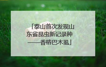 泰山首次发现山东省昆虫新记录种——香椿巴木虱