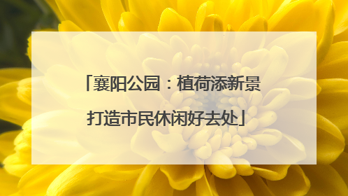 襄阳公园：植荷添新景 打造市民休闲好去处