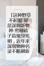 这种野草不起眼 却是深圳新物种 密穗砖子苗现身光明，近年来深圳物种名录不断刷新