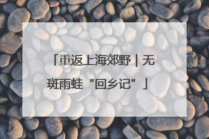 重返上海郊野｜无斑雨蛙“回乡记”