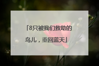 8只被我们救助的鸟儿，重回蓝天